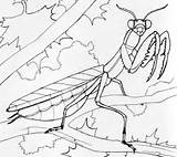 Mantis Praying Coloring Drawing Color Pages Printable Getdrawings Getcolorings Designlooter 570px 35kb sketch template