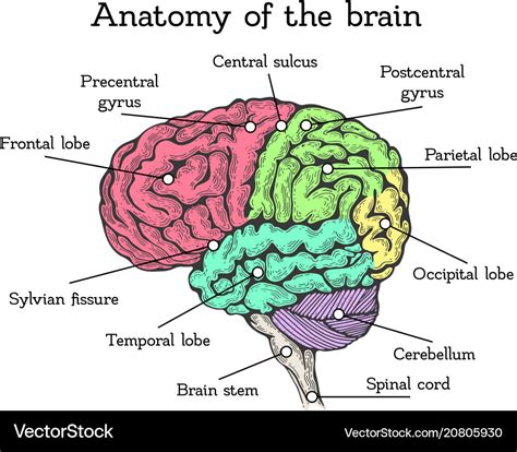 brain anatomy color scheme royalty  vector image