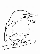 Robin Coloring Bird Cute Baby Kids sketch template