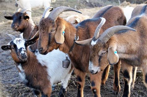 How To Start Goat Farming In Philippines Goat Breeds And Check How