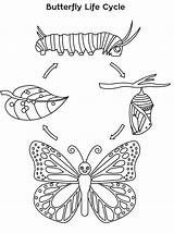 Cycle Butterfly Coloring Life Pages Drawing Colouring Printable Para Sheet Animal Colorear Bee Template Plant Cycles Niños Stages Kids Worksheets sketch template