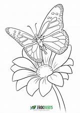 Stained Papillon sketch template