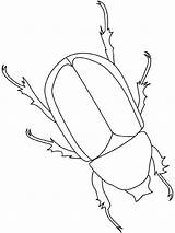 Insekten Escarabajo Malvorlage Owady Scarabee Coloriage Insectes Kolorowanki Animales Malen Rinoceronte Lightupyourbrain Robaki Insects Beetles Bugs Insetti Dzieci Septiembre Malvorlagen sketch template