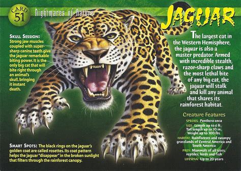 jaguar weird  wild creatures wiki fandom powered  wikia