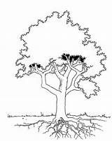 Tree Coloring Pages Kapok Leaves Trees Evergreen Printable Popular Coloringhome Library Clipart Books Kleurplaat Boom sketch template
