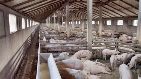 pig farms  control     flu mother jones