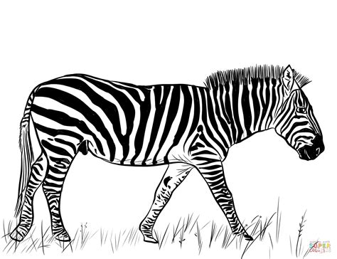 zebra pg coloring pages