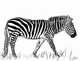 Zebra Coloring Pages Printable Drawing sketch template