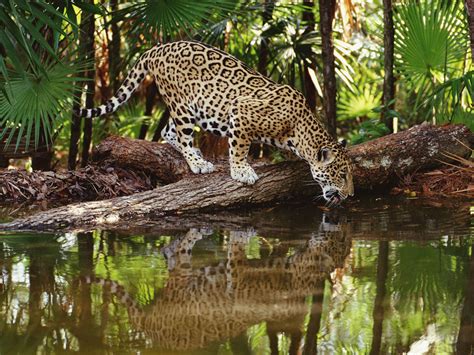 qq wallpapers jaguars   biggest  south americas big cats