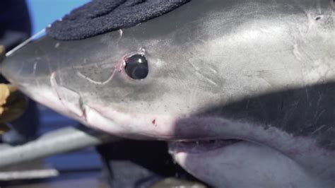 Great White Shark Unama’ki Pings Off Key Largo Nbc 6 South Florida