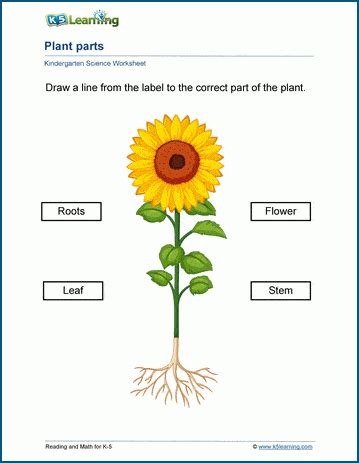 adds kindergarten science worksheets  learning