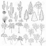 Tumbleweed Drawing Cacti Getdrawings Big sketch template