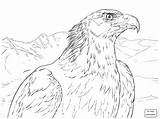 Eagle Coloring Golden Aguila Real Portrait Pages Dibujos Printable Para Colorear Drawing Soaring Eagles Dibujo Animal Bald Print Embroidery Super sketch template
