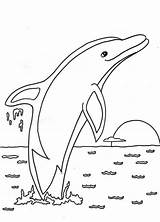 Dolphin Coloring Dolphins Pages Facts Playing sketch template