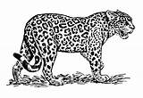 Panthera Onca Bulkcolor Roaring Aplemontbasket sketch template