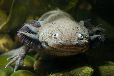 axolotl   lake  scientists feared   survived  captivity nz herald