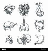 Organs Internal Human Anatomy Alamy Stock Sketch Illustration Doodle Isolated Drawn Vector Hand Set sketch template