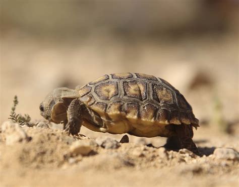 delay marines relocate desert tortoise     expanded