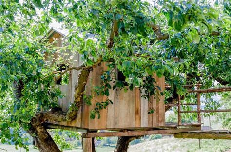 build  treehouse  hurting  tree backyardcom