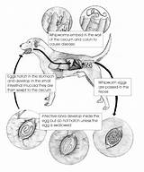 Cycle Life Worm Whip Worms Diagram Dogs Cats Figure Figure15 Safarivet sketch template