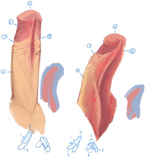 penis clitoris intermediates by kriscrash hentai foundry