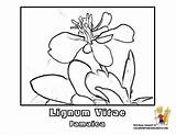 Coloring Pages Vitae Lignum Jamaica Flower Bahamas Tree Drawing Kids Book Flag Boys Social sketch template