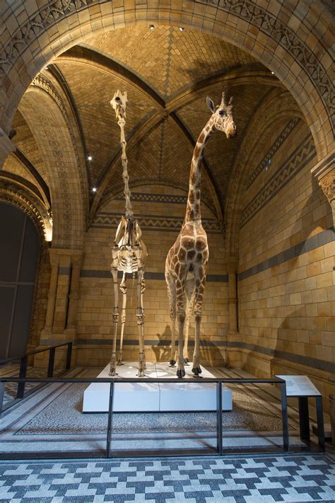 A Message Of Hope Comes To London S Natural History Museum