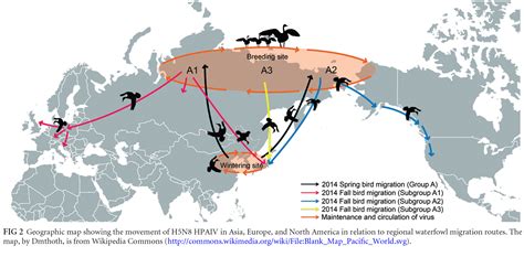 migratory birds bring avian influenza  north america  beringia