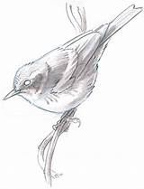Crowned Warbler sketch template