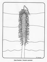 Carnivorous Sundews Venus Flytrap sketch template