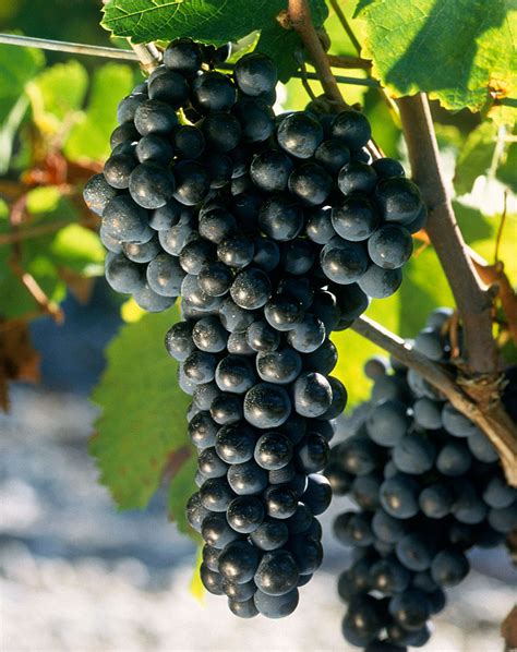 merlot   widespread red grape variety  bordeaux