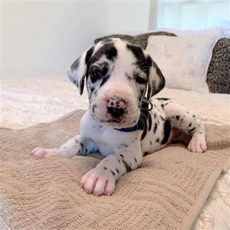 great dane energetic great dane puppies dogs  sale price