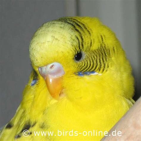 Birds Online General Facts About Budgies How To Find