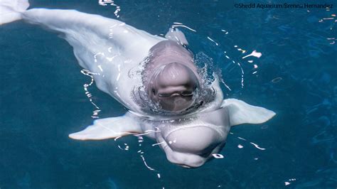 shedd aquarium s beluga whale mauyak gives birth to calf abc7 chicago