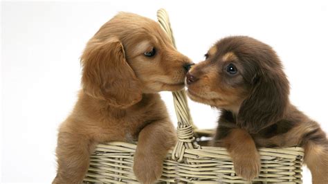 puppy love wallpapers top  puppy love backgrounds wallpaperaccess