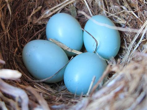 blue jay barrens nests  eggs