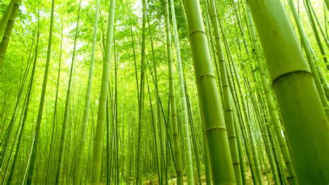 bamboo wallpapers  wallpapers