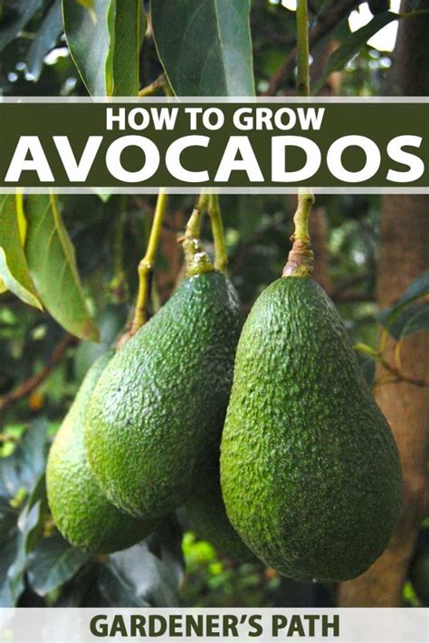 How To Grow And Care For Avocado Trees Gardeners Path