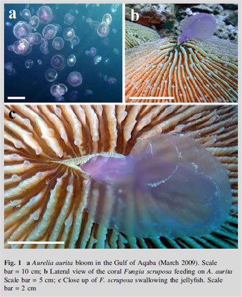jellyfish eating coral caught   act reef builders  reef