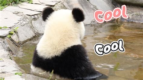 cool bath  perfect  panda  summer ipanda youtube