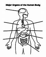 Coloring Pages Body Human Coloringsky Organs Credit Larger sketch template
