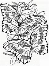 Mariposas Colorear Monarcas Butterfly Butterflies Colouring Ausmalbild Fairies sketch template