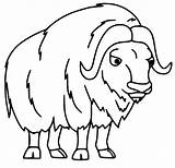 Ox Musk Muskox Yak Clipartmag Coloringall sketch template