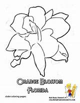 Coloring Florida State Flower Pages Orange States Blossom Georgia Alabama Sheets Kids Color Sheet Printable Popular Getcolorings Colors Choose Board sketch template