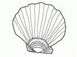 Coloring Seashells Pages Seashell Printable Library Clipart sketch template