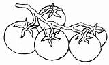 Tomates Tomate Alimentos Legumes Hortalizas Verdura Rosie Desene Colorat Cacho Vegetales Gazpacho Andaluz Ingredientes Ramo Descarga Legumbres Huerto Marcadores Tecido sketch template