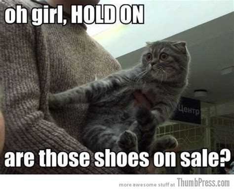 caption cats 25 hilarious cat photos spiced up with even funnier captions