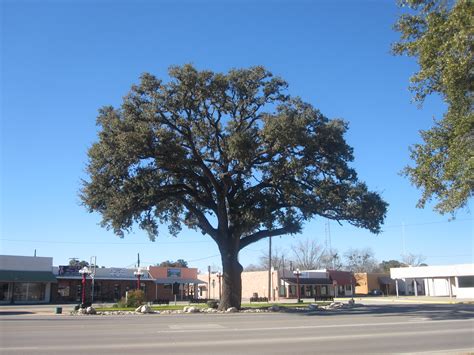 fileoak tree  pleasanton tx img jpg wikimedia commons
