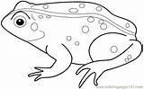 Frog Coloring Amphibians Pages Printable sketch template