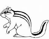 Chipmunk Chipmunks 색칠 Bestcoloringpagesforkids 출처 sketch template